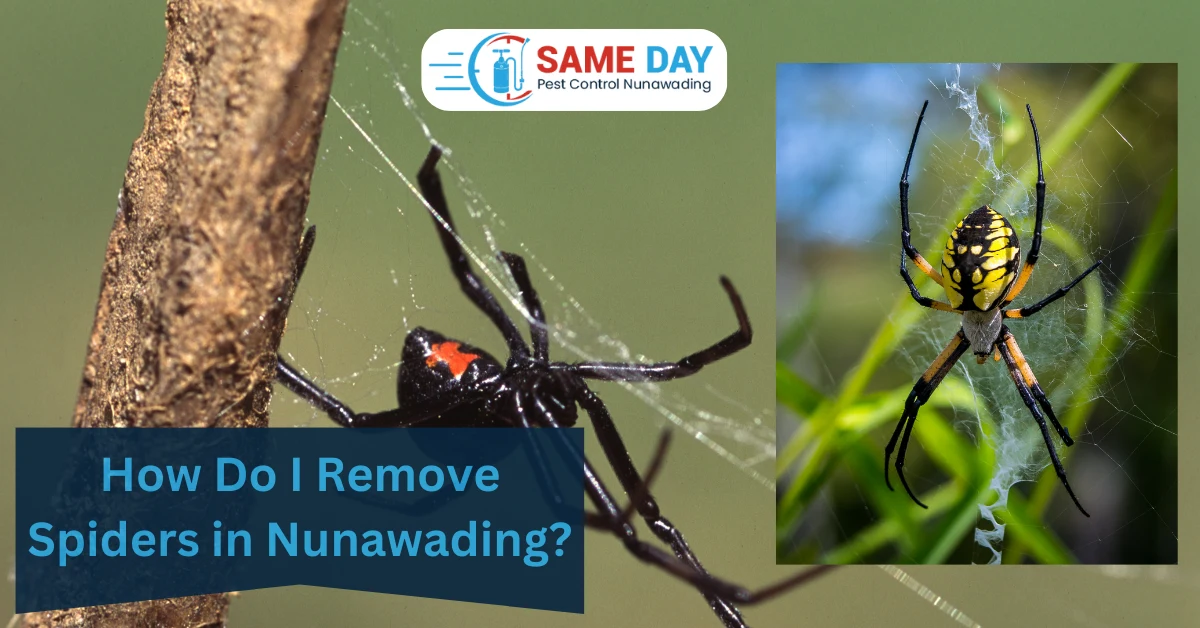 Spider Removal Nunawading